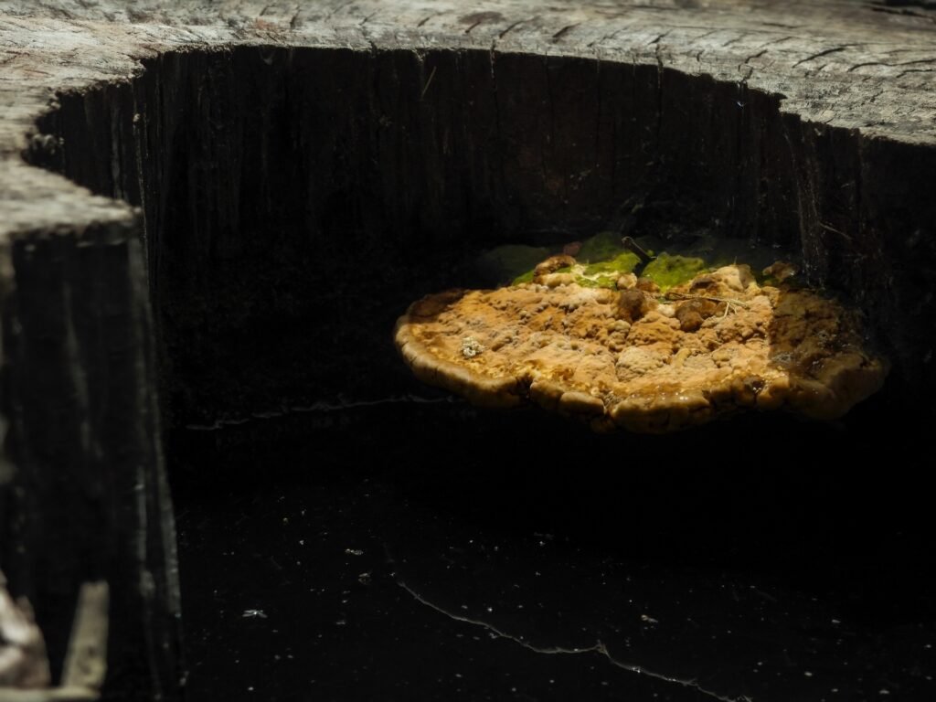 {"data":{"product":"tiktok"}}