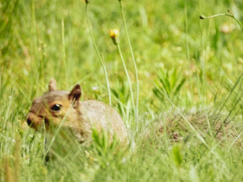 {"data":{"product":"tiktok"}}