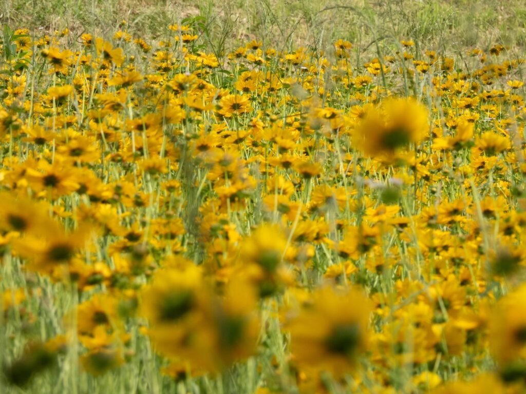 {"data":{"product":"tiktok"}}