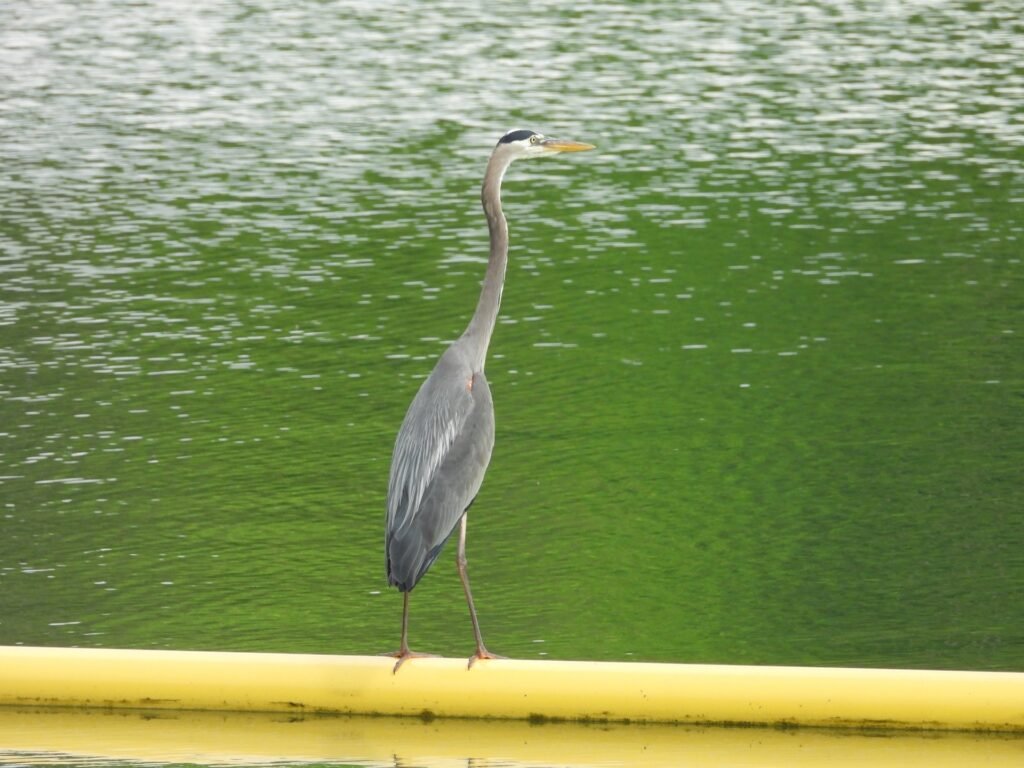 {"data":{"product":"tiktok"}}