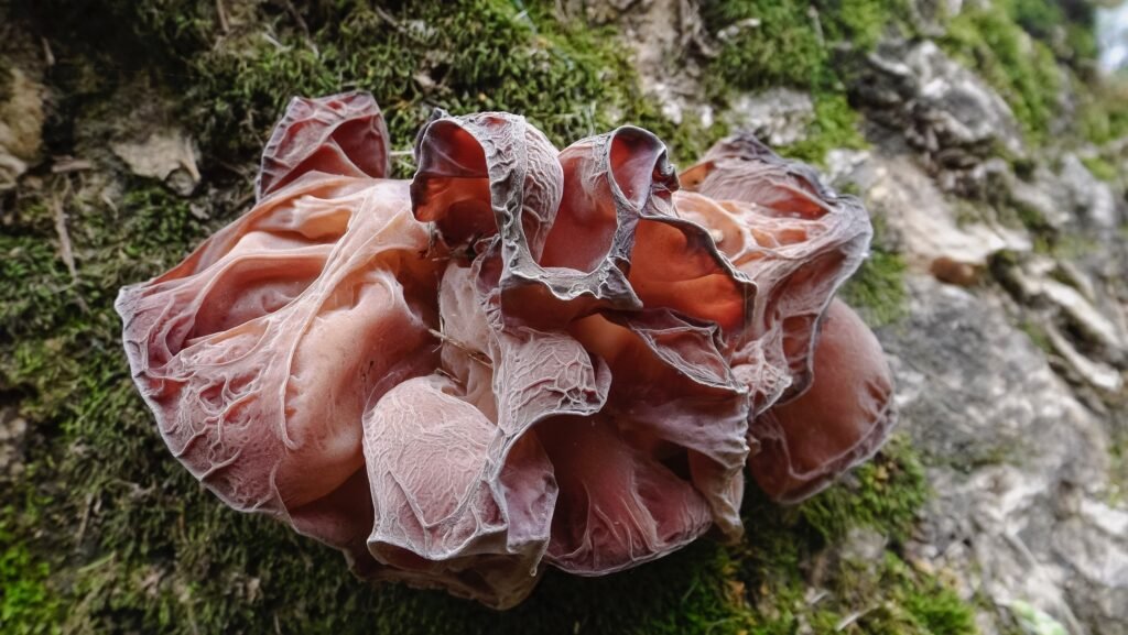 {"data":{"product":"tiktok"}}