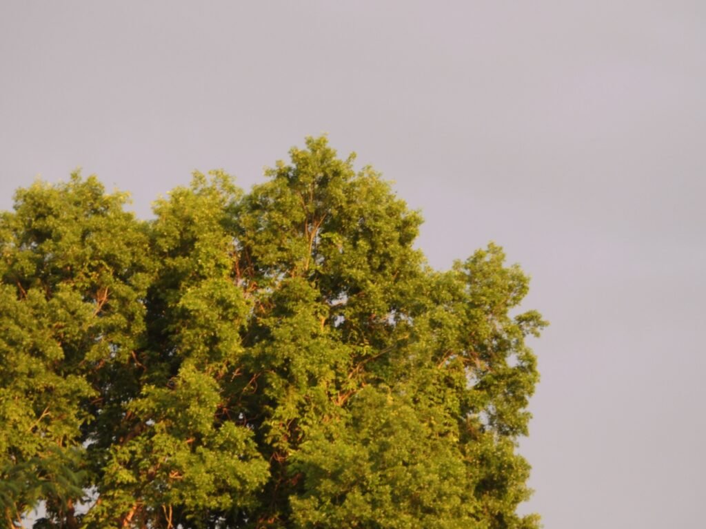 {"data":{"product":"tiktok"}}