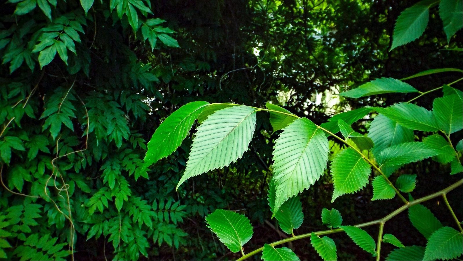 {"data":{"product":"tiktok"}}