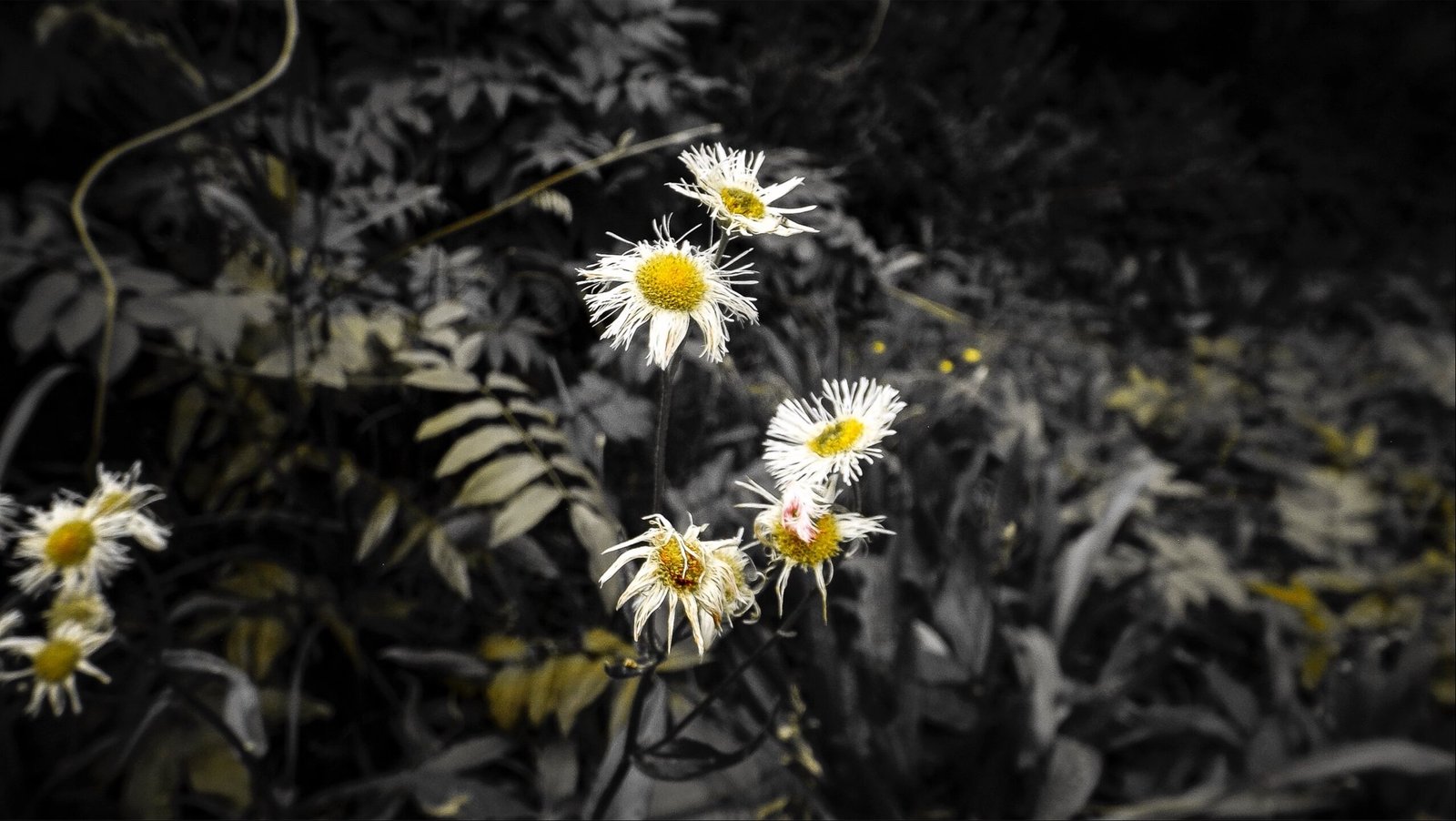 {"data":{"product":"tiktok"}}